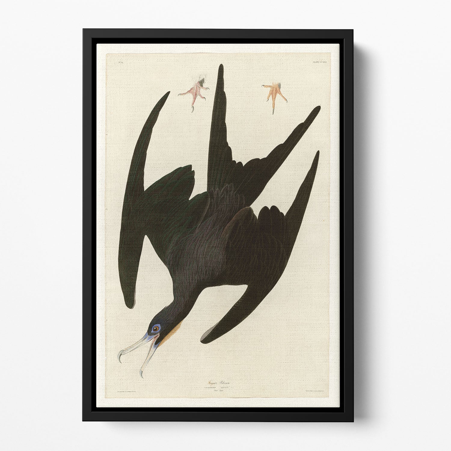 Frigate Pelican by Audubon Floating Framed Canvas