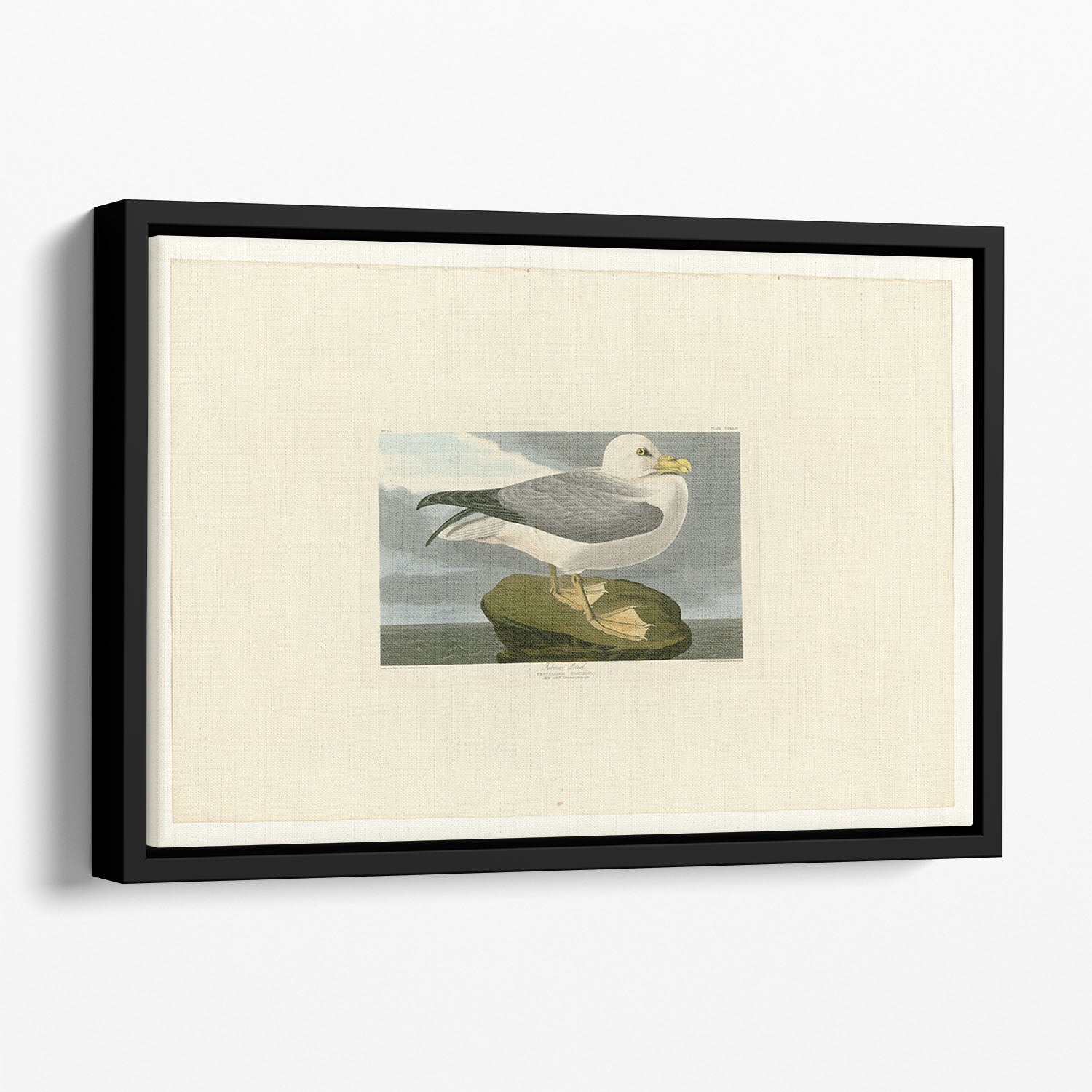 Fulmar Petrel by Audubon Floating Framed Canvas