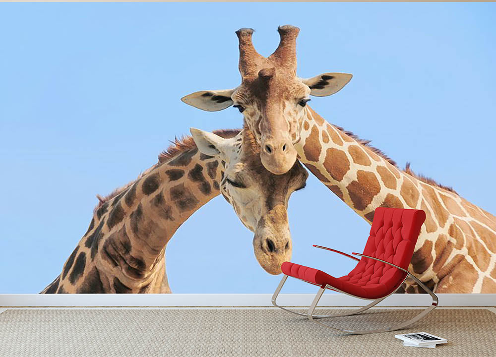 Giraffe couple in love with blue sky on background Wall Mural Wallpaper - Canvas Art Rocks - 2