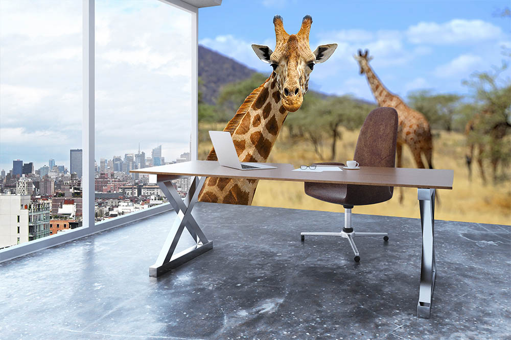 Giraffe in national park Kenya Wall Mural Wallpaper - Canvas Art Rocks - 3