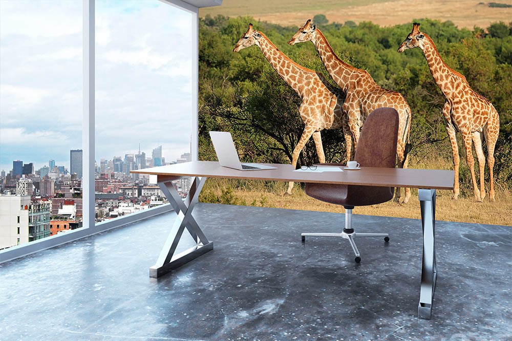 Giraffe in natural habitat South Africa Wall Mural Wallpaper - Canvas Art Rocks - 3