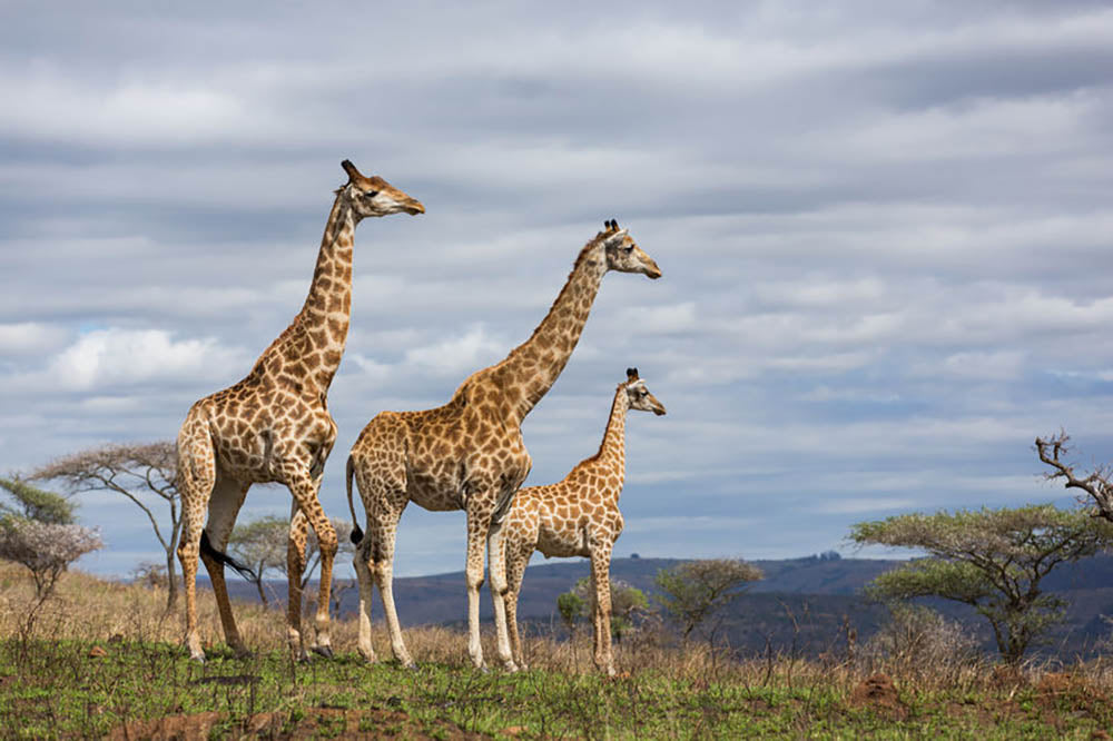 Giraffes in south africa game reserve Wall Mural Wallpaper - Canvas Art Rocks - 1