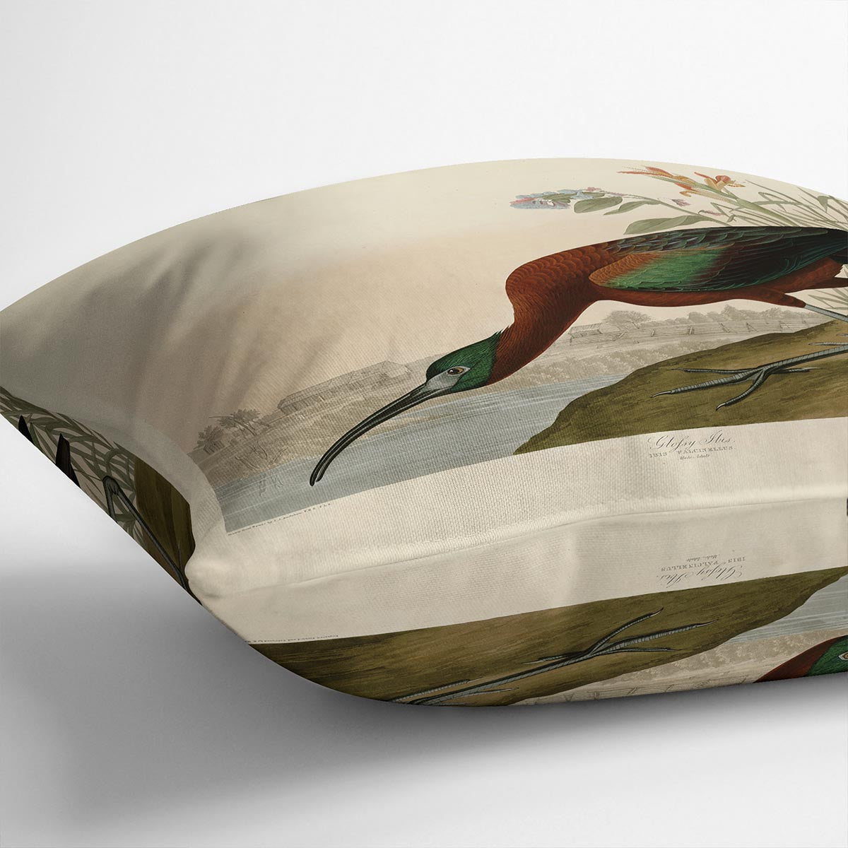 Glossy Ibis by Audubon Cushion