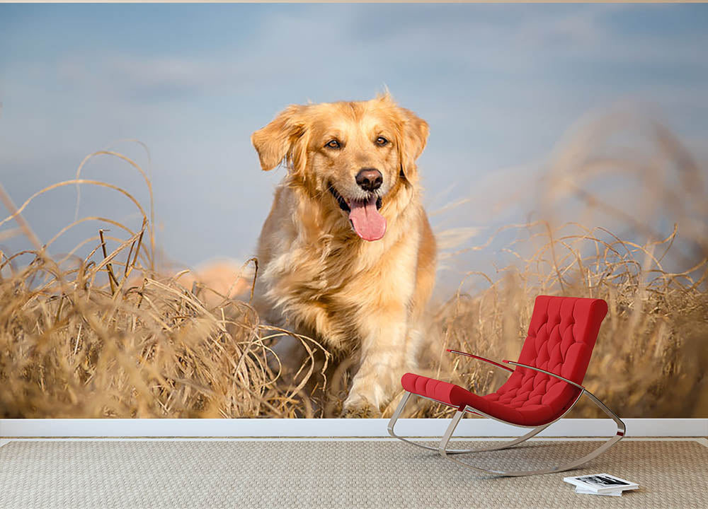 Golden retriever dog running outdoor Wall Mural Wallpaper - Canvas Art Rocks - 2