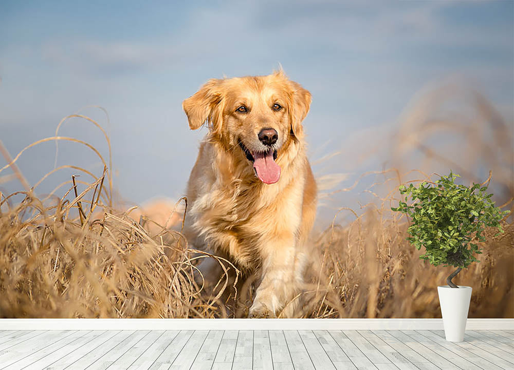 Golden retriever dog running outdoor Wall Mural Wallpaper - Canvas Art Rocks - 4