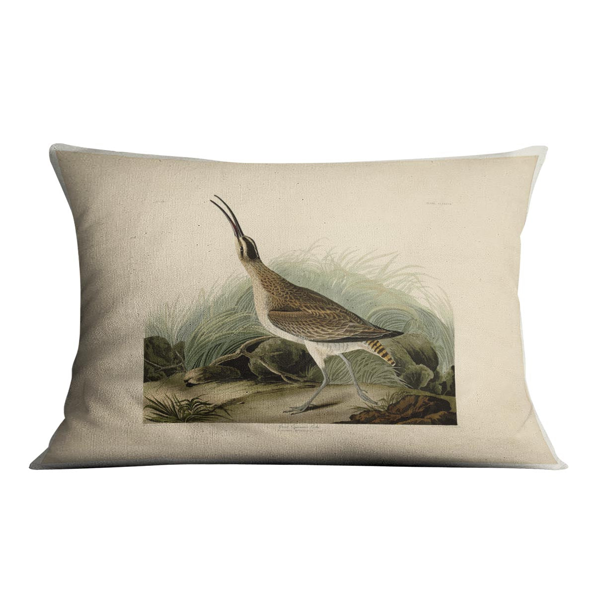 Great Esquimaux Curlew by Audubon Cushion