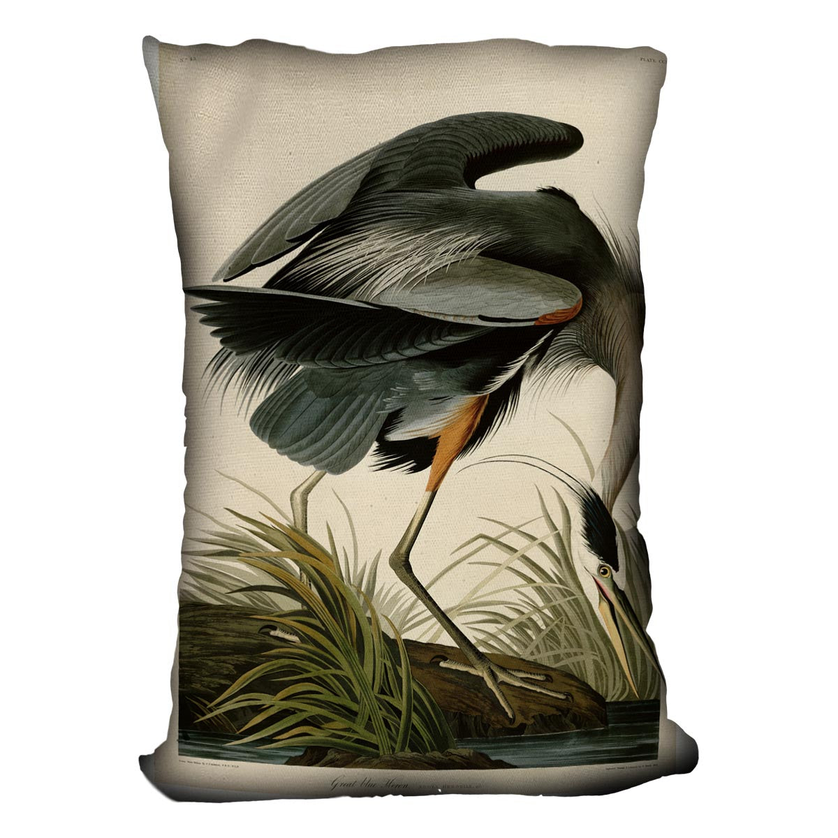 Great blue Heron by Audubon Cushion