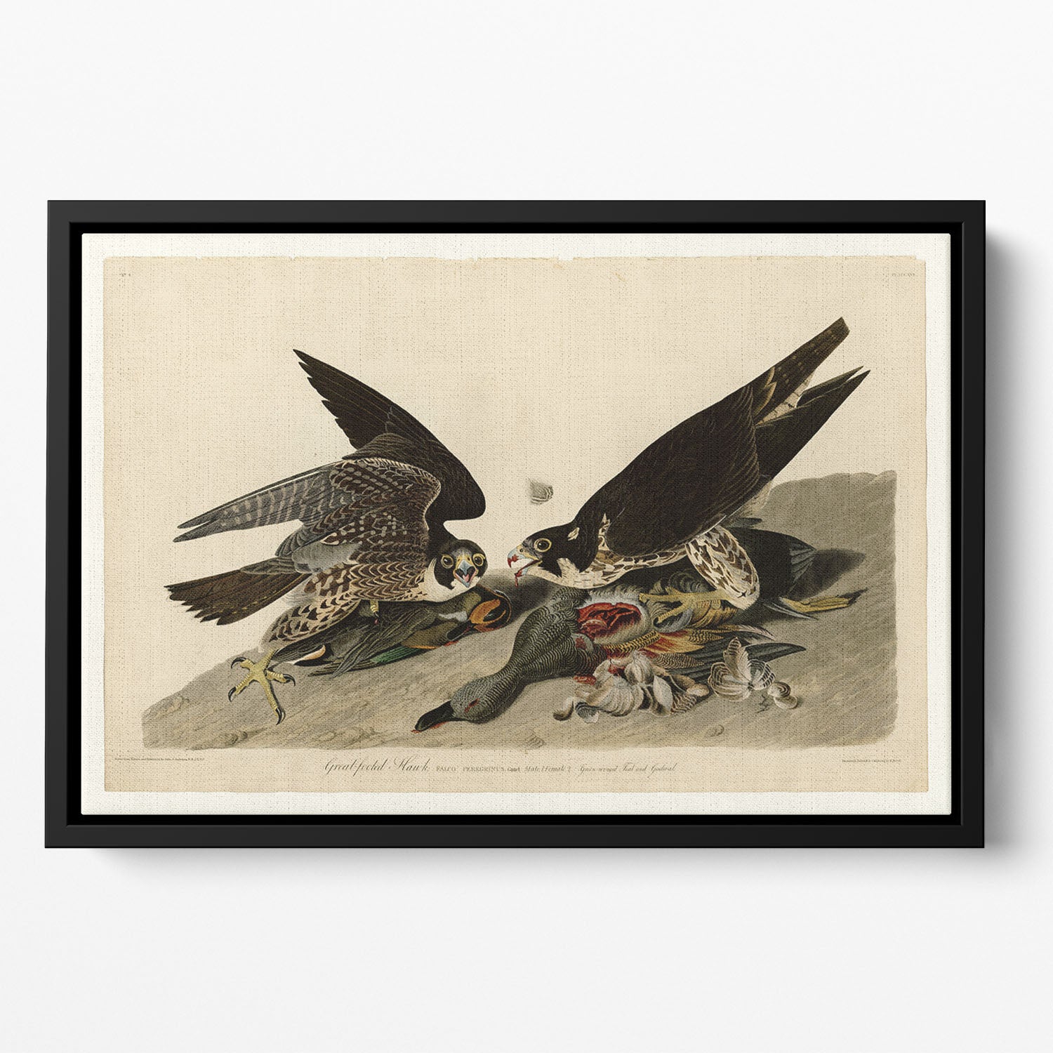 Great footed Hawk by Audubon Floating Framed Canvas