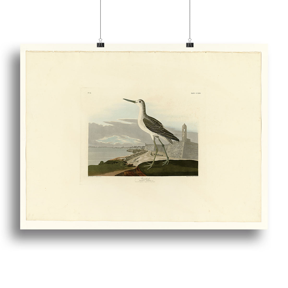 Greenshank by Audubon Canvas Print or Poster - Canvas Art Rocks - 2