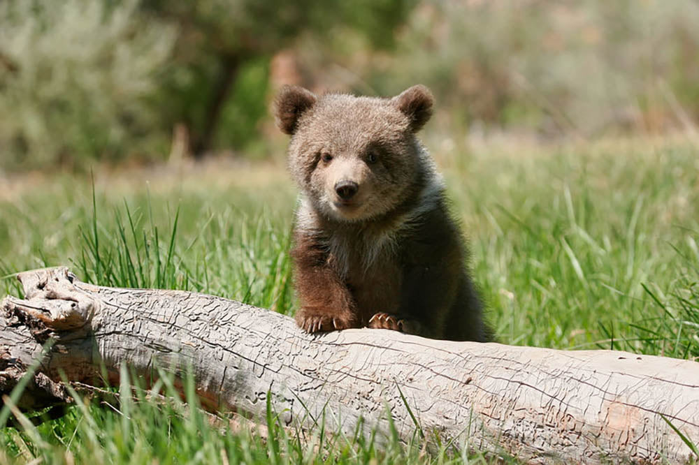 Grizzly bear cub Wall Mural Wallpaper - Canvas Art Rocks - 1