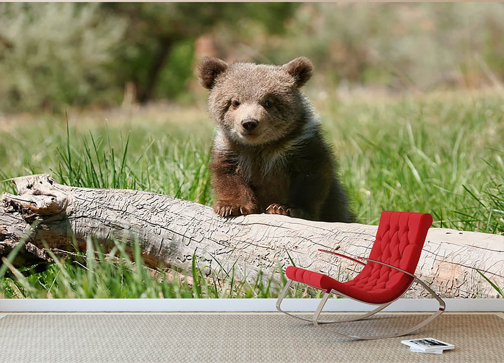 Grizzly bear cub Wall Mural Wallpaper - Canvas Art Rocks - 2