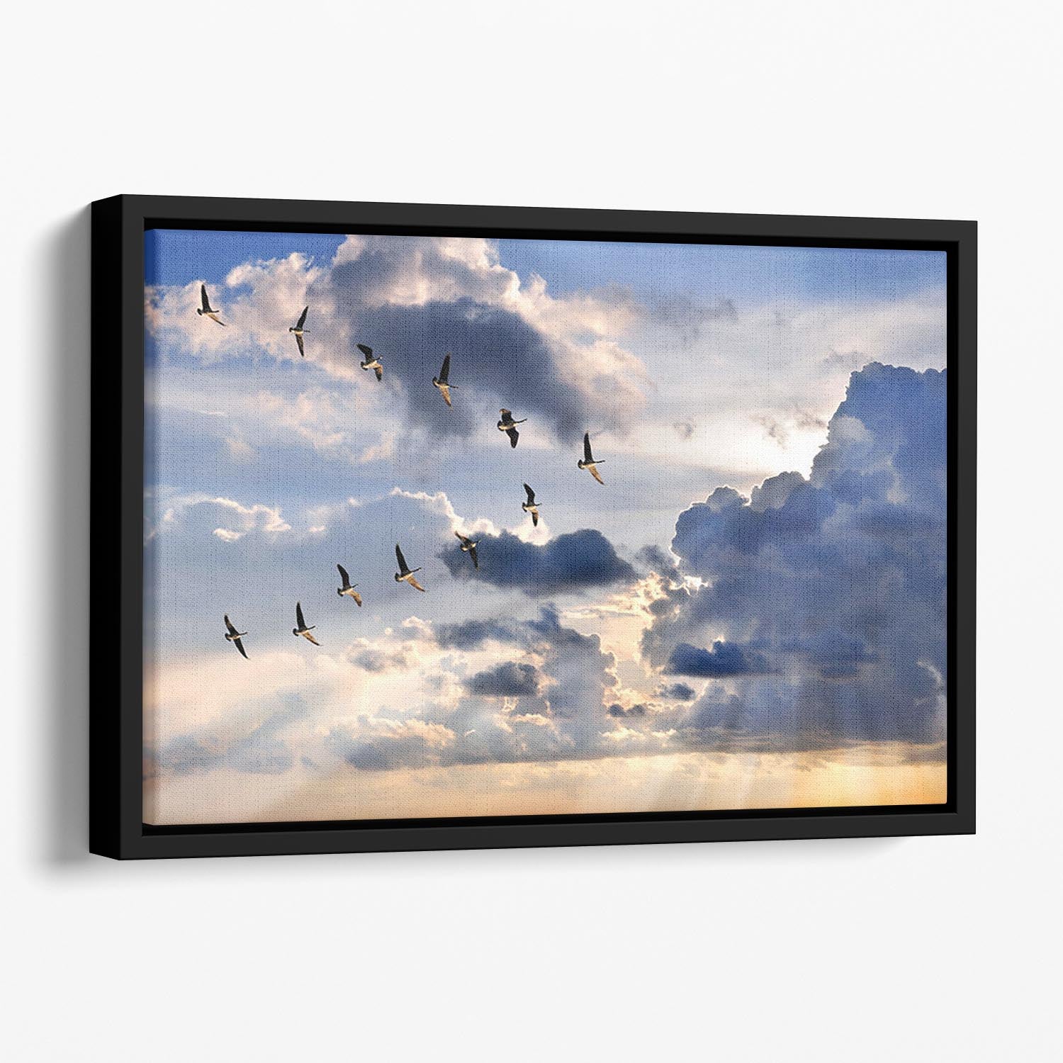 Group of Canadian geese flying in V-formation Floating Framed Canvas - Canvas Art Rocks - 1