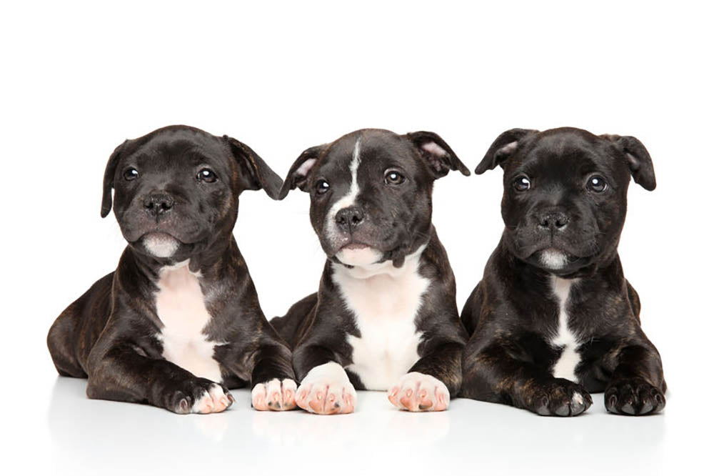 Group of Staffordshire bull terrier puppies Wall Mural Wallpaper - Canvas Art Rocks - 1