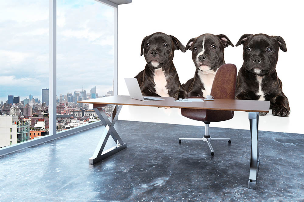 Group of Staffordshire bull terrier puppies Wall Mural Wallpaper - Canvas Art Rocks - 3