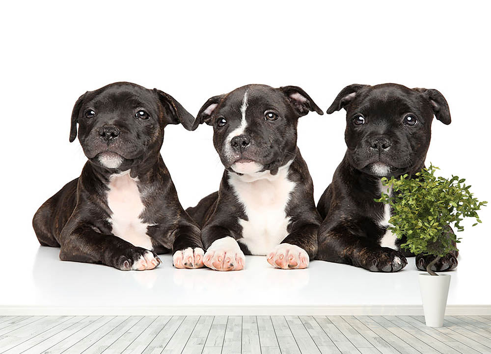 Group of Staffordshire bull terrier puppies Wall Mural Wallpaper - Canvas Art Rocks - 4