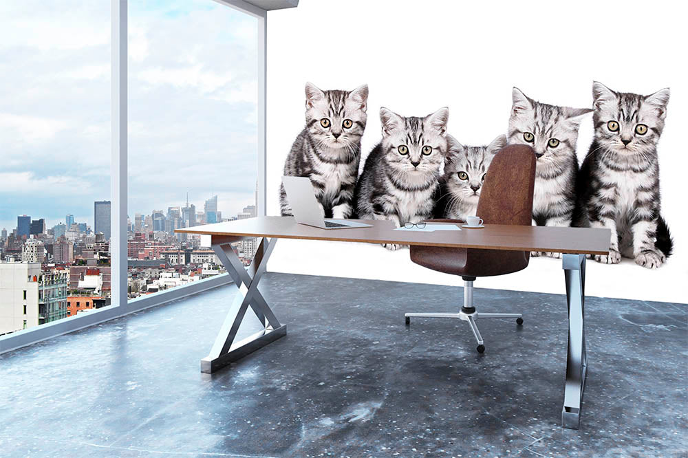 Group of five british shorthair kitten Wall Mural Wallpaper - Canvas Art Rocks - 3
