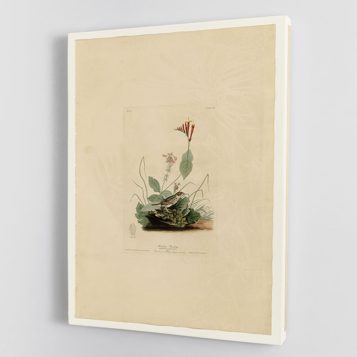 Henslows Bunting by Audubon Canvas Print or Poster - Canvas Art Rocks - 1