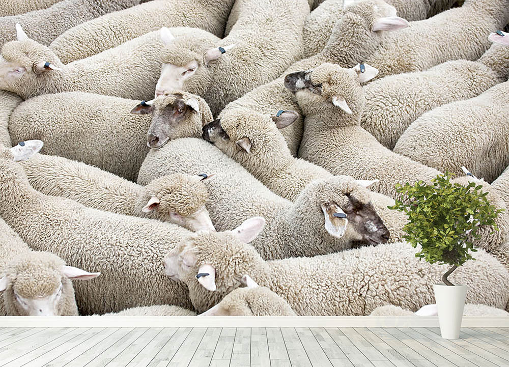 Herd of sheep on a truck Wall Mural Wallpaper - Canvas Art Rocks - 4