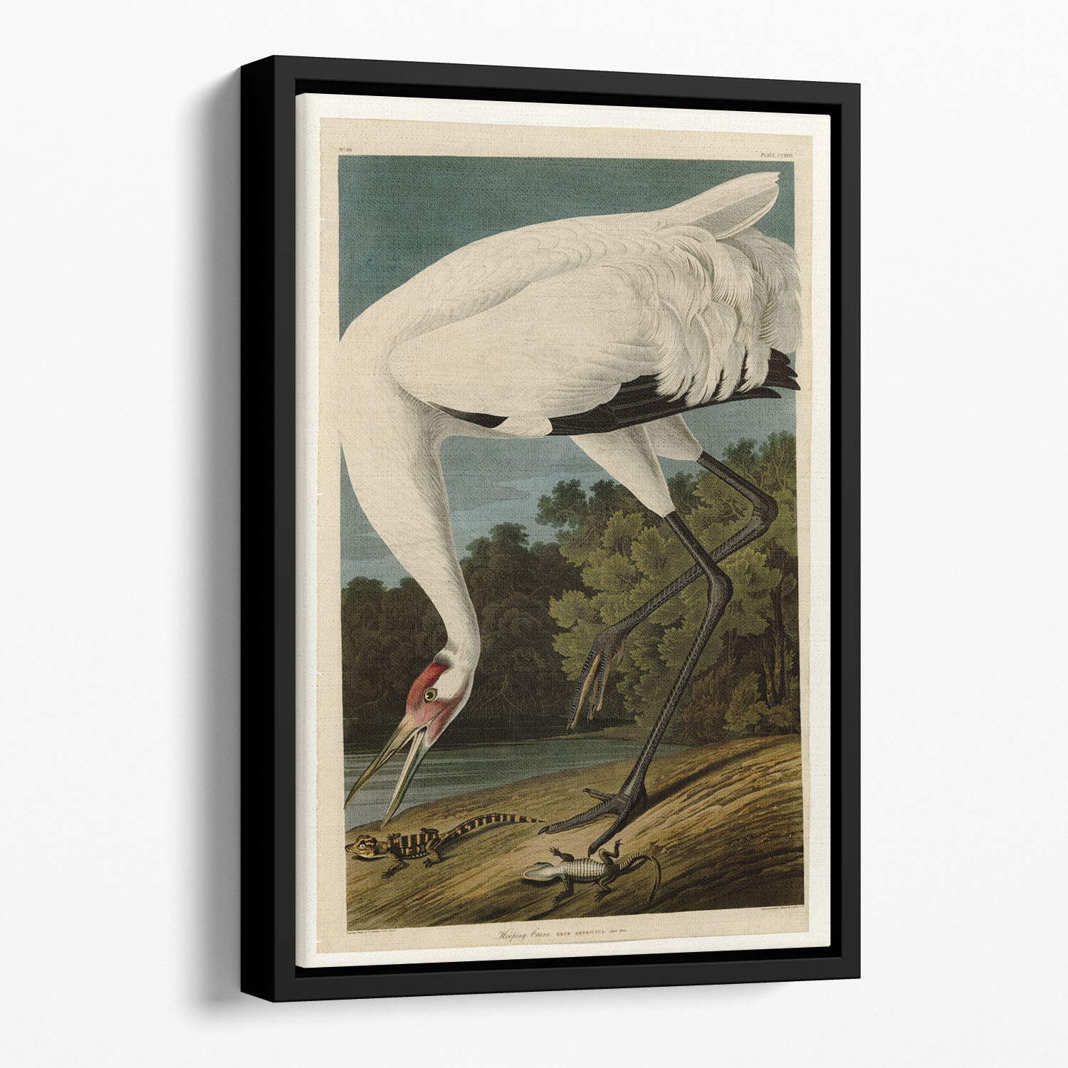 Hooping Crane by Audubon Floating Framed Canvas