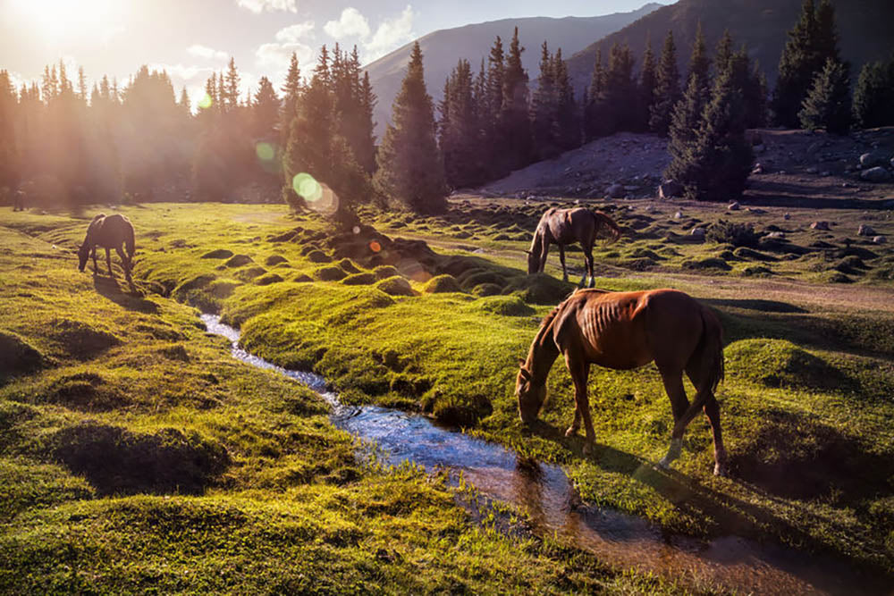 Horses in the Gregory gorge mountains Wall Mural Wallpaper - Canvas Art Rocks - 1