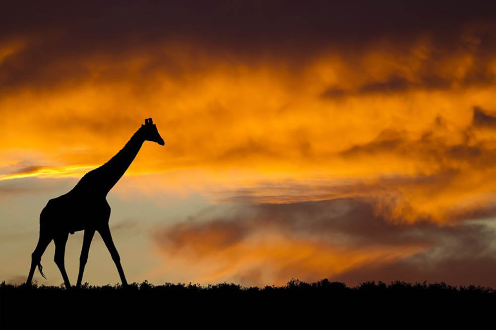 Idyllic african wildlife silhouette Wall Mural Wallpaper - Canvas Art Rocks - 1