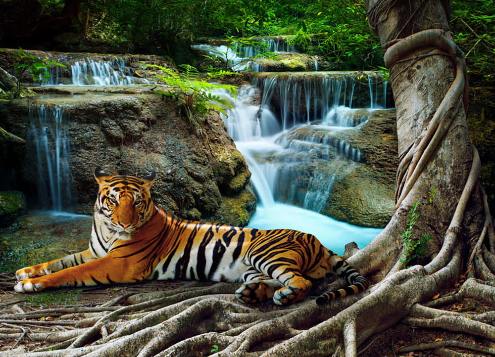Indochina tiger Wall Mural Wallpaper - Canvas Art Rocks - 1