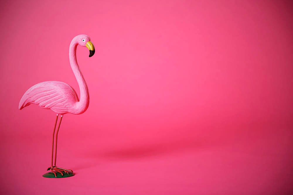 Kitsch pink flamingo in studio Wall Mural Wallpaper - Canvas Art Rocks - 1