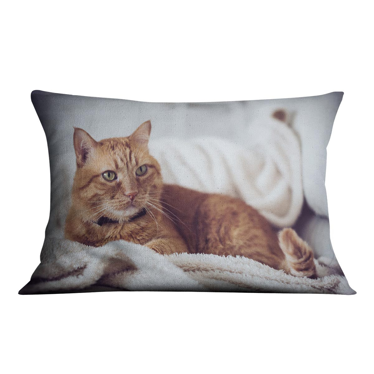 Large home fluffy ginger cat lying on the sofa Cushion - Canvas Art Rocks - 4