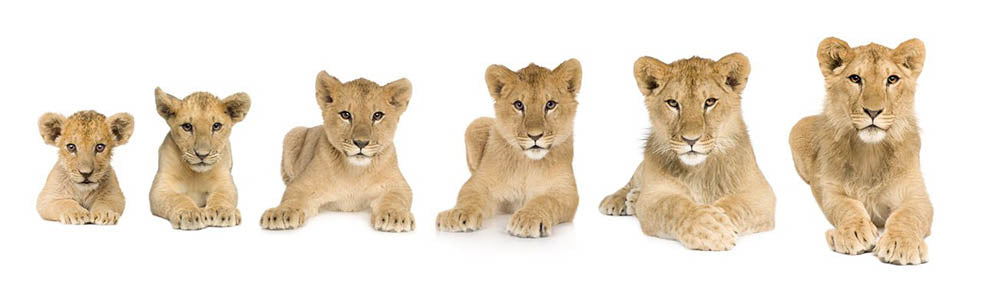 Lion cub growing Wall Mural Wallpaper - Canvas Art Rocks - 1