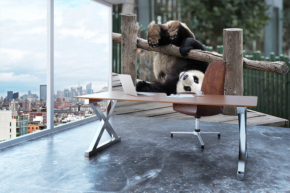 Little Panda Wall Mural Wallpaper - Canvas Art Rocks - 3