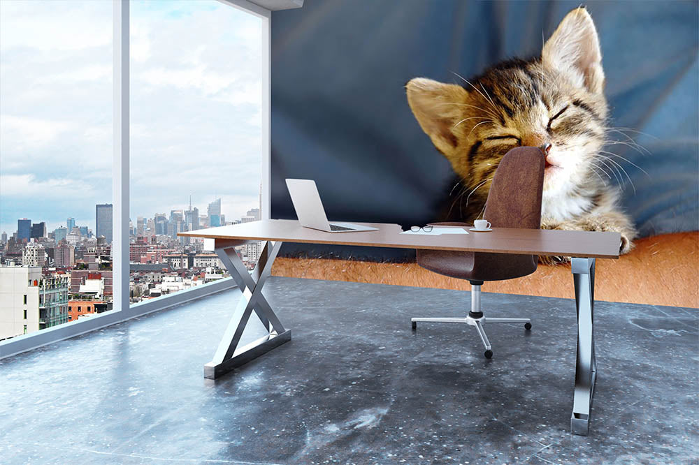 Little cat sleeping on human hand closeup Wall Mural Wallpaper - Canvas Art Rocks - 3