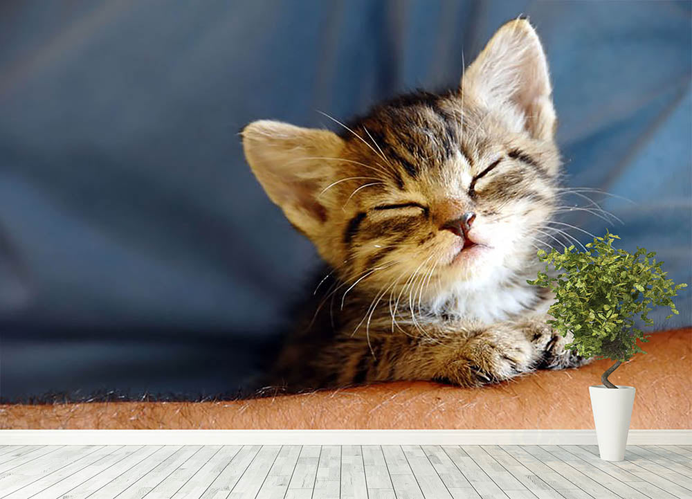 Little cat sleeping on human hand closeup Wall Mural Wallpaper - Canvas Art Rocks - 4