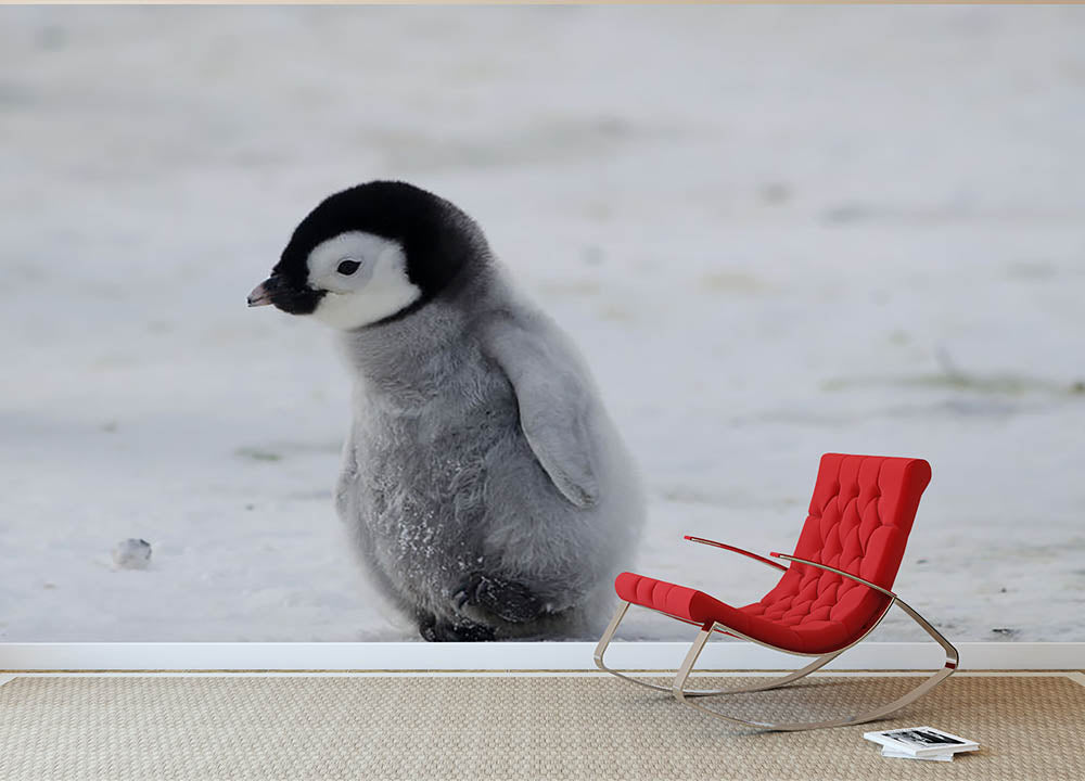 Lone Penguin Chick Wall Mural Wallpaper - Canvas Art Rocks - 2