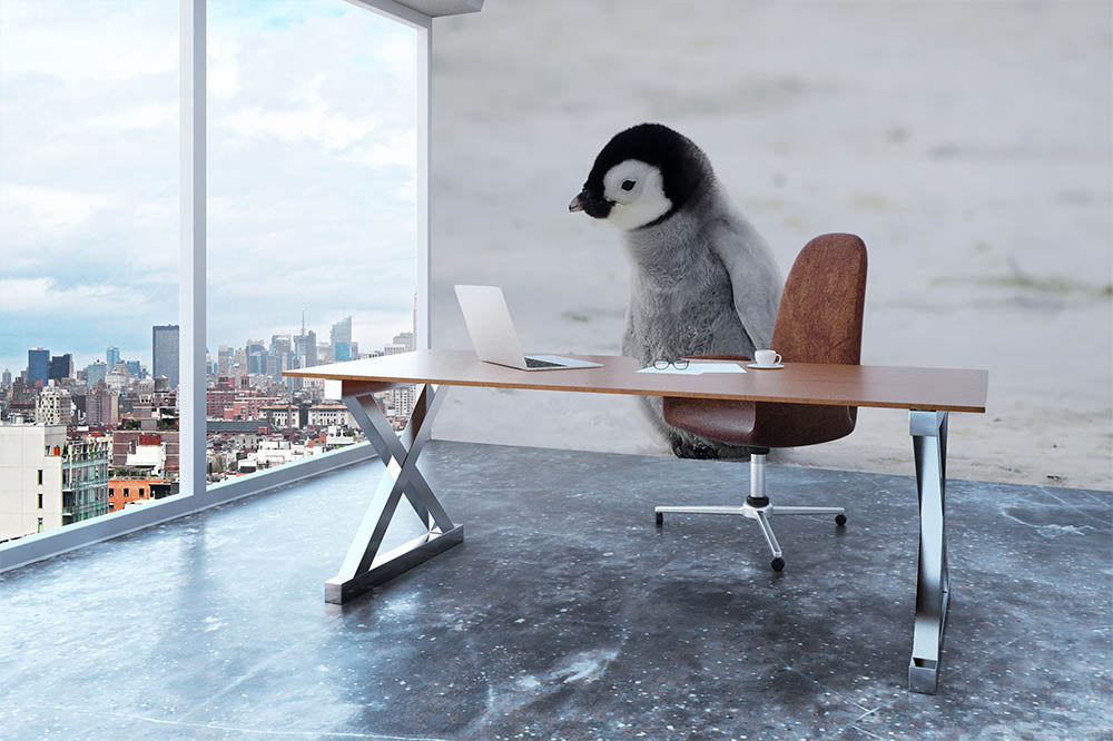 Lone Penguin Chick Wall Mural Wallpaper - Canvas Art Rocks - 3
