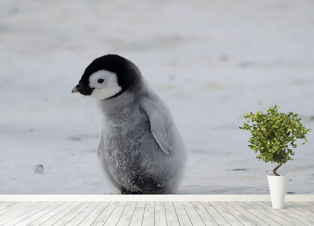 Lone Penguin Chick Wall Mural Wallpaper - Canvas Art Rocks - 4