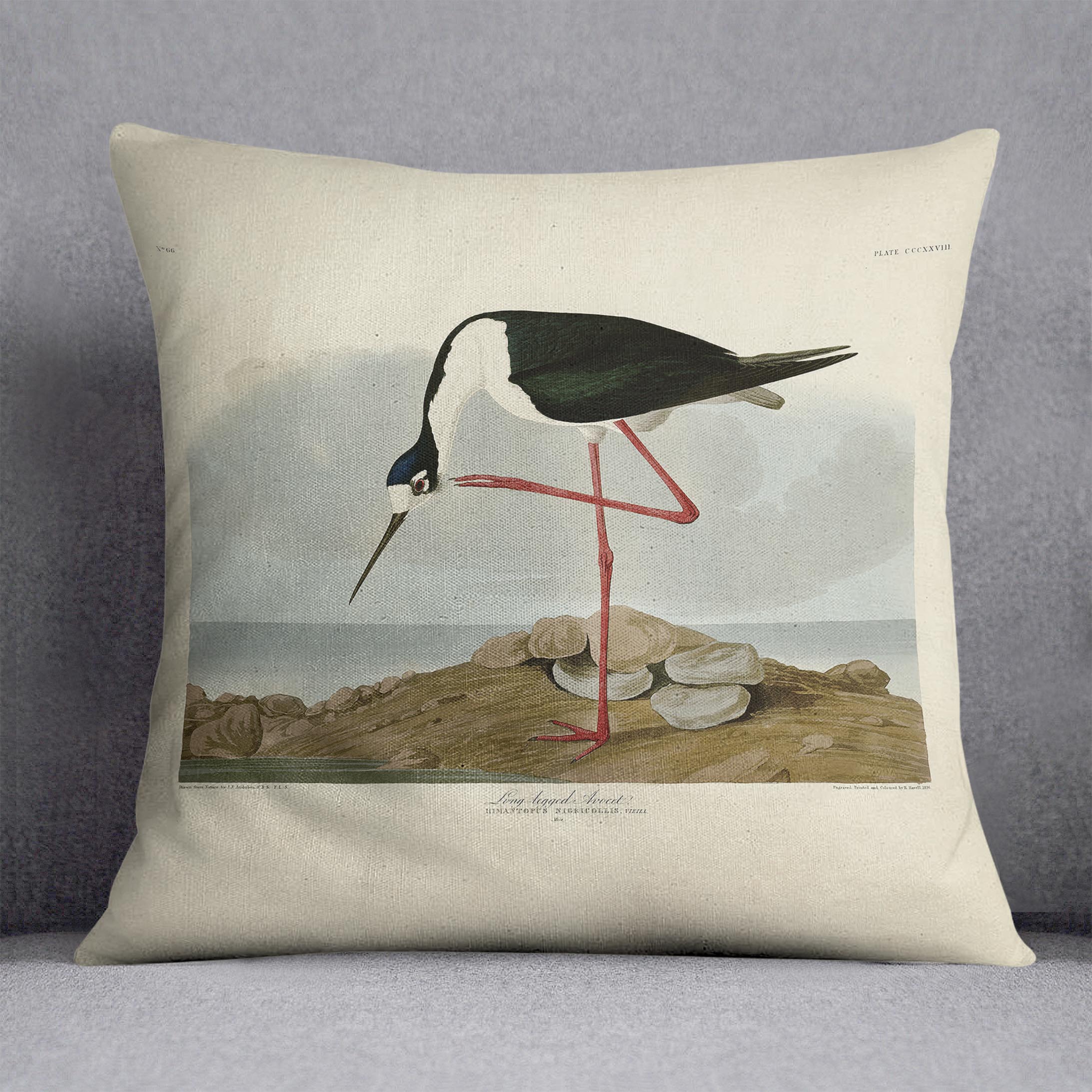 Long legged Avocet by Audubon Cushion