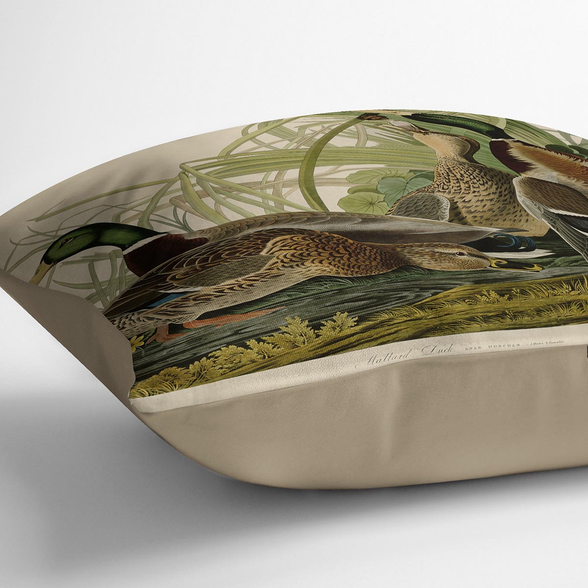 Mallard Duck by Audubon Cushion