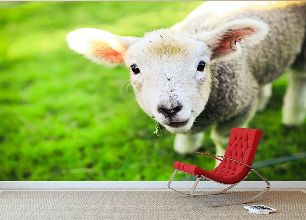 Mary had a little lamb Wall Mural Wallpaper - Canvas Art Rocks - 2