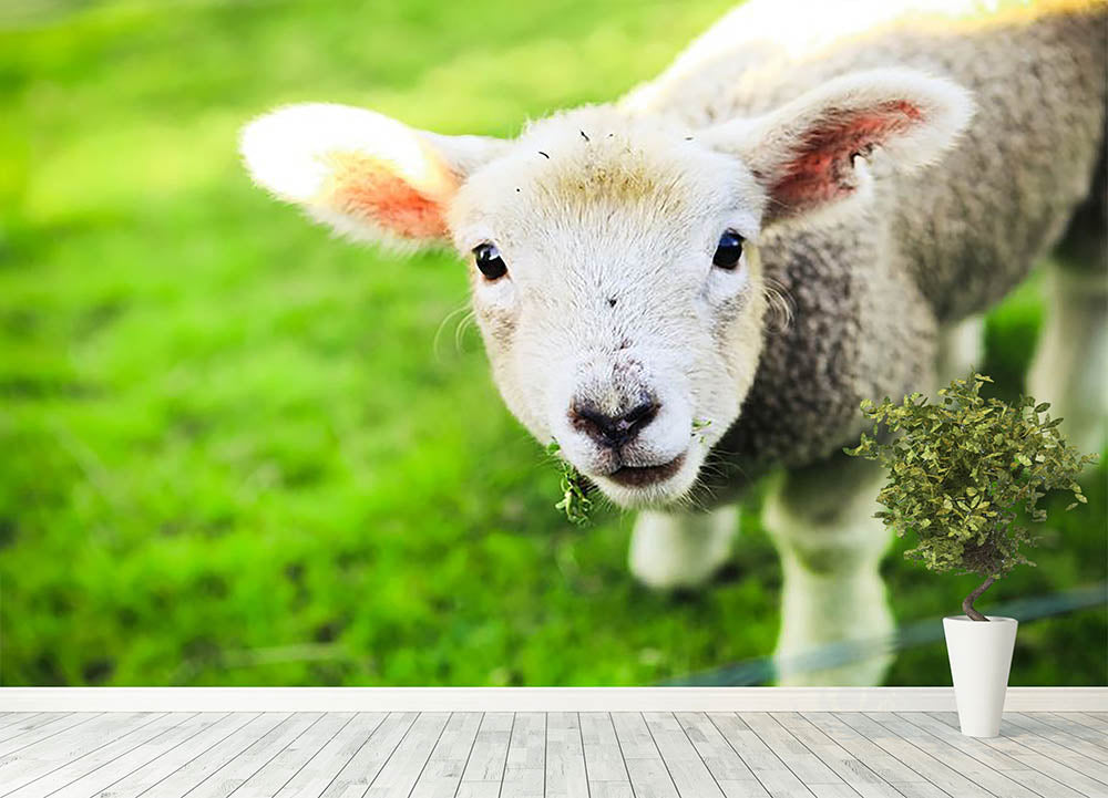 Mary had a little lamb Wall Mural Wallpaper - Canvas Art Rocks - 4