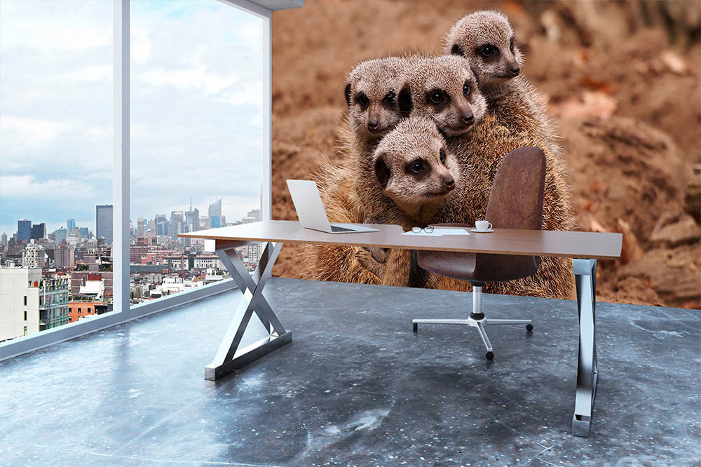 Meerkat family Wall Mural Wallpaper - Canvas Art Rocks - 3