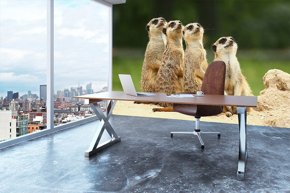 Meerkats Suricata all sit together Wall Mural Wallpaper - Canvas Art Rocks - 3