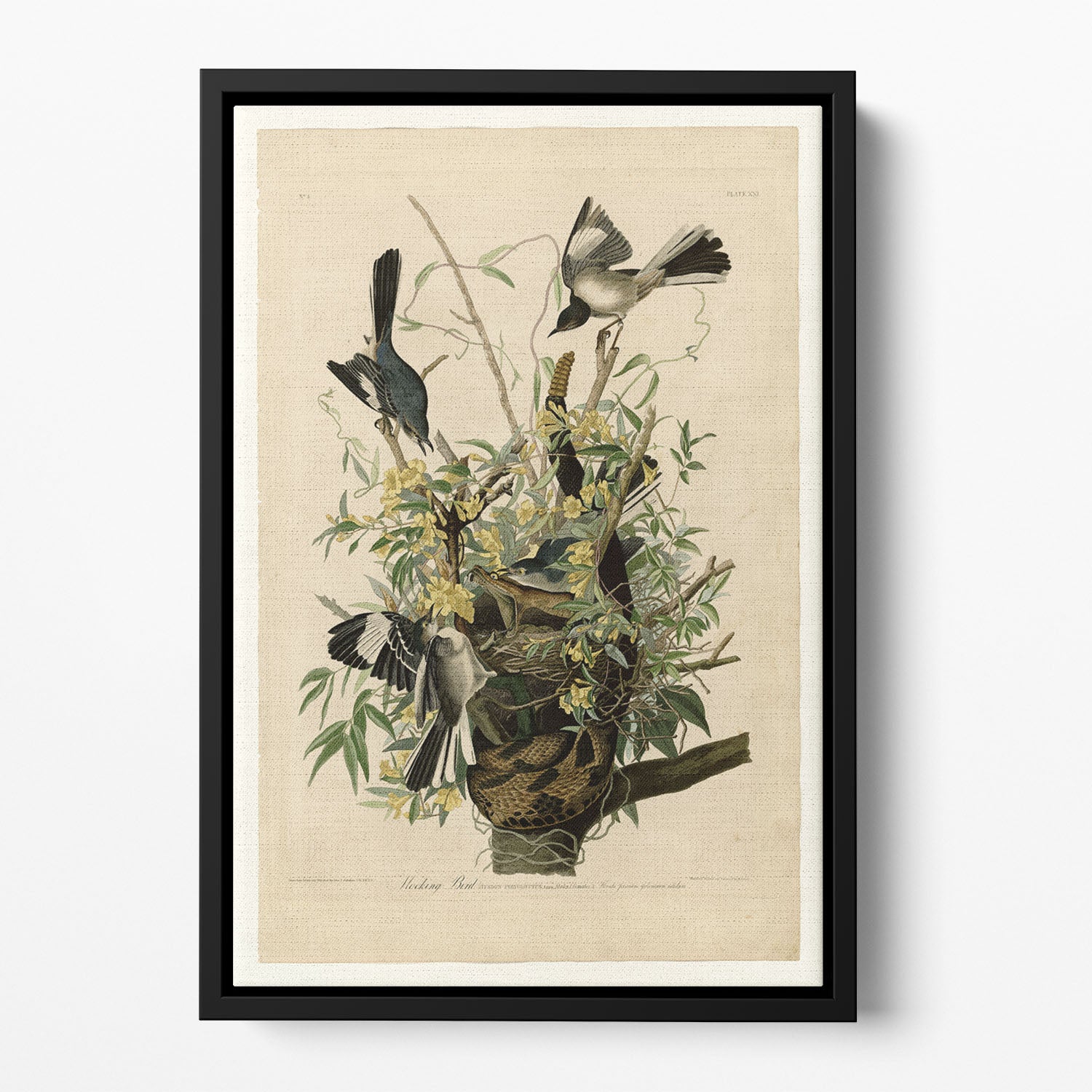 Mocking Bird by Audubon Floating Framed Canvas