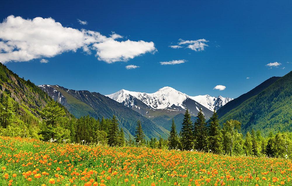 Mountain landscape with blossoming field Wall Mural Wallpaper - Canvas Art Rocks - 1