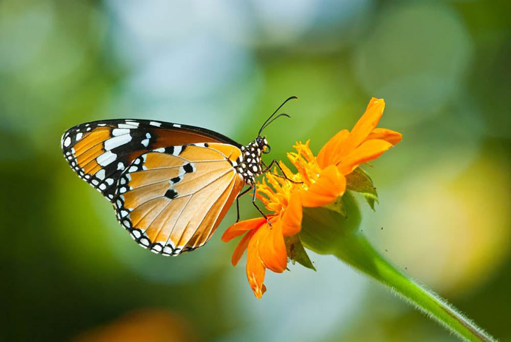 Orange butterfly on flower Thailand. Wall Mural Wallpaper - Canvas Art Rocks - 1