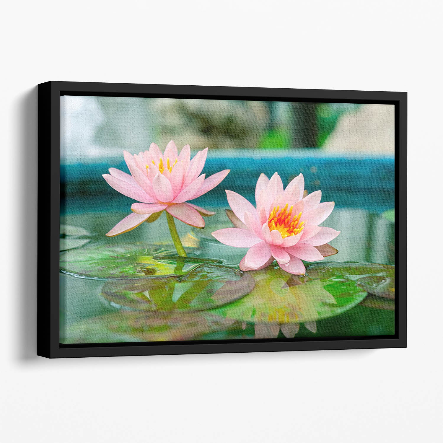 Pink Lotus or water lily in pond Floating Framed Canvas