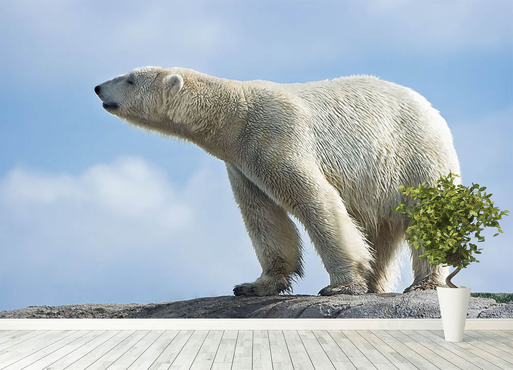 Polar bear walking on rocks Wall Mural Wallpaper - Canvas Art Rocks - 4