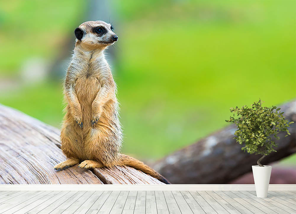 Portrait of Meerkat Wall Mural Wallpaper - Canvas Art Rocks - 4