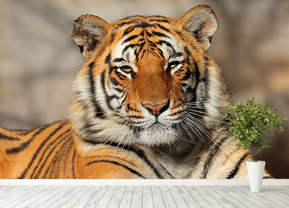 Portrait of a Bengal tiger Wall Mural Wallpaper - Canvas Art Rocks - 4