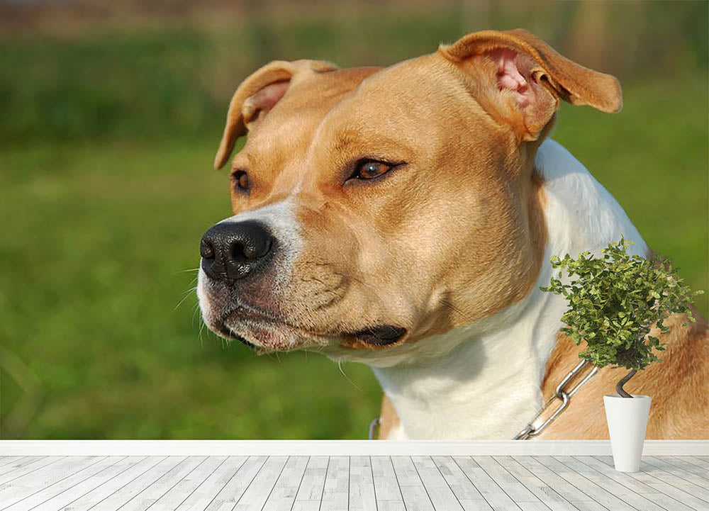 Portrait of a beautiful female purebred American Staffordshire Terrier Wall Mural Wallpaper - Canvas Art Rocks - 4