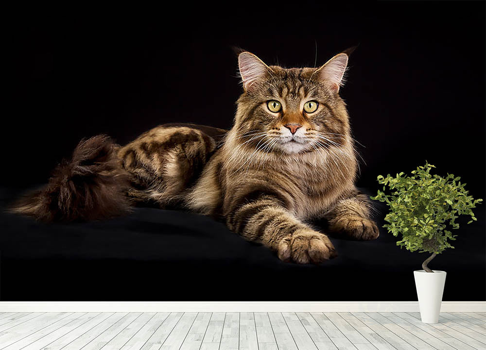 Purebred Maine Coon cat Wall Mural Wallpaper - Canvas Art Rocks - 4